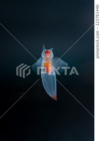 Drift ice angel clione 123761440