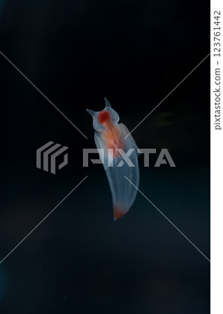 Drift ice angel clione 123761442