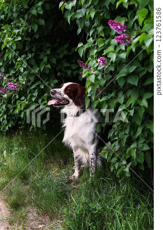 A happy and content hunting dog (English Setter), peeking out from lush green lilac bushes with vibrant purple flowers 123761586