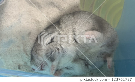 Hamster throwing a tantrum Hamster throwing a tantrum 123761757