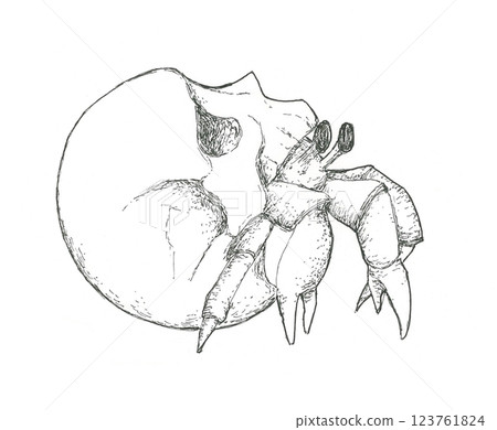 Hermit crab carrying a human skull 123761824