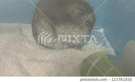 倉鼠玩耍後睡覺 123761850