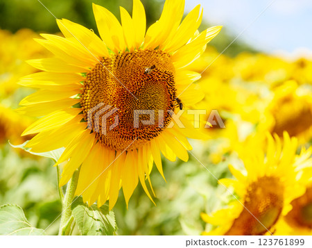 Blooming sunflower with honey bee Blooming sunflower with honey bee 123761899