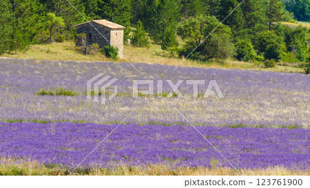 Lavender field in Provence France Lavender field in Provence France 123761900