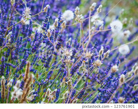 Lavender fields in bloom in Provence Lavender fields in bloom in Provence 123761901