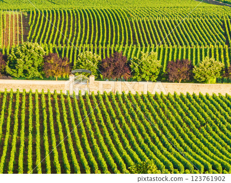 Green vineyards. Pommard wine region, France Green vineyards. Pommard wine region, France 123761902
