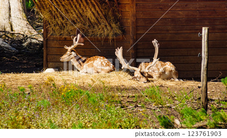 Animals park with fallow deer, France Animals park with fallow deer, France 123761903