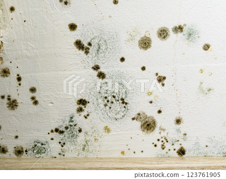 Mould and fungus growth on white wall Mould and fungus growth on white wall 123761905