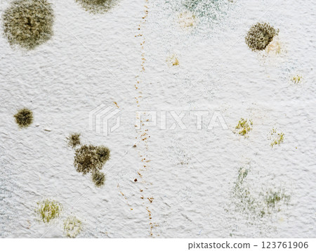 Mould and fungus growth on white wall Mould and fungus growth on white wall 123761906