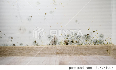 Mould and fungus growth on white wall 123761907