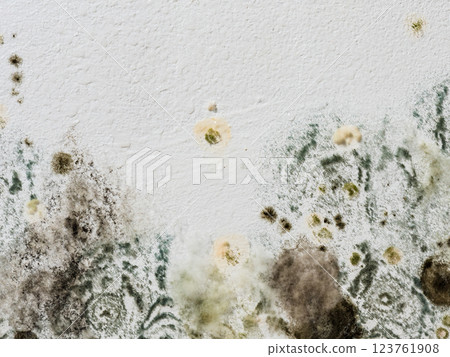 Mould and fungus growth on white wall Mould and fungus growth on white wall 123761908