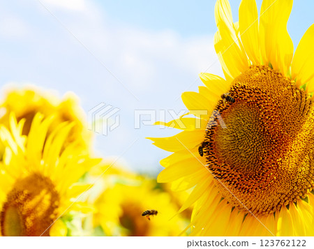Blooming sunflower with honey bee Blooming sunflower with honey bee 123762122
