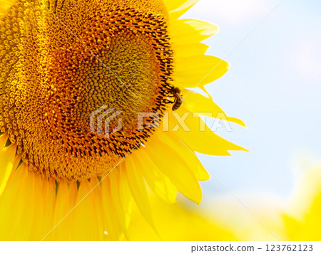 Blooming sunflower with honey bee Blooming sunflower with honey bee 123762123