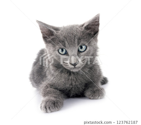 kitten in studio kitten in studio 123762187