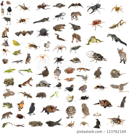 european wildlife in studio european wildlife in studio 123762189