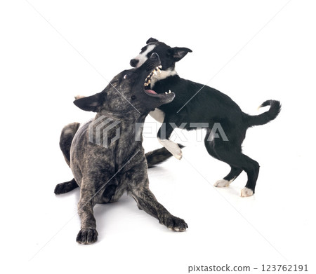 Dutch Shepherd and puppy border collie 123762191