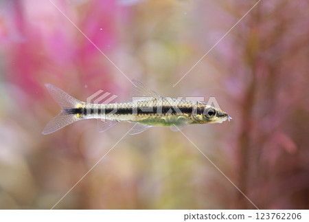 Siamese algae-eater in planted tank 123762206