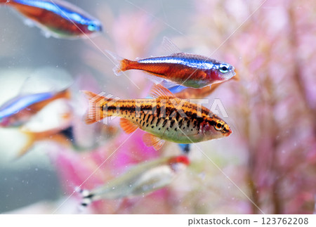 cherry barb in aquarium 123762208