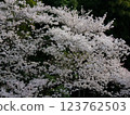厚木飯山櫻花 123762503
