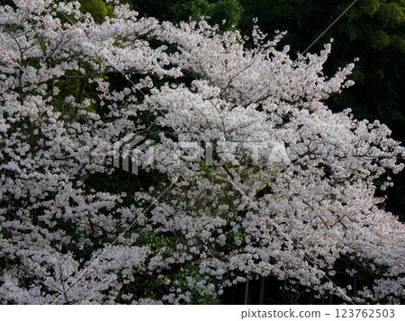 Atsugi Iiyama Cherry Blossoms 123762503