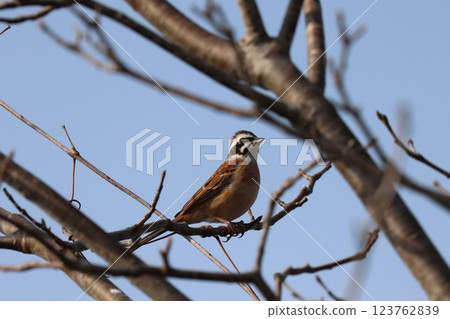 Stick to the branches 123762839