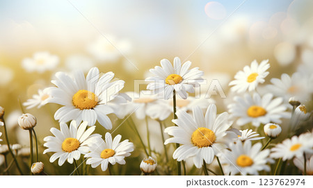 flower chamomile daisy natural landscape banner. Chamomile flower field. flower chamomile daisy natural landscape banner. Chamomile flower field. 123762974