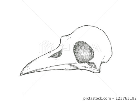 鳥頭骨 鳥頭骨 123763192