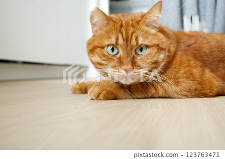 Cute orange cat lying on the floor and looking at camera close up portrait with copy space 123763471