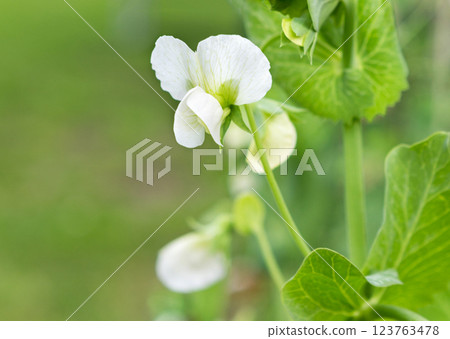 Flower of pea plant close up. nature backgrounds Flower of pea plant close up. nature backgrounds 123763478