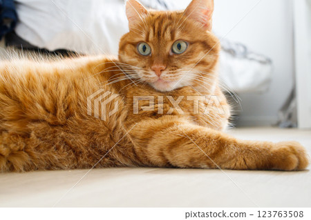 Cute orange cat lying on the floor close up portrait Cute orange cat lying on the floor close up portrait 123763508