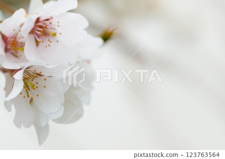 Sakura flower blossom background. White cherry flowers in sunlight Sakura flower blossom background. White cherry flowers in sunlight 123763564