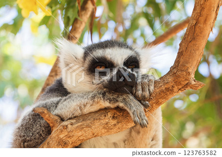 A lemur relaxing on tree outdoors A lemur relaxing on tree outdoors 123763582