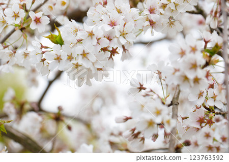 White flower blossom background. White cherry flowers in sunlight White flower blossom background. White cherry flowers in sunlight 123763592