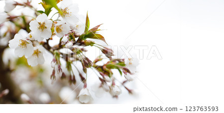 White spring background with abstract white flower closeup 123763593