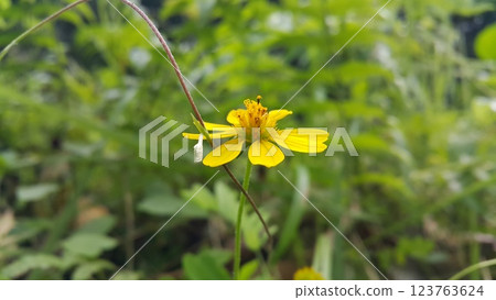 Ornamental plants Seruni Jalar Beach Sun Flower, Wedelia biflora, Wollastonia biflora, Wedelia trilobata, Sphagneticola trilobata, Wedelia yellow flowers, tropical climate plants which also weeds on 123763624