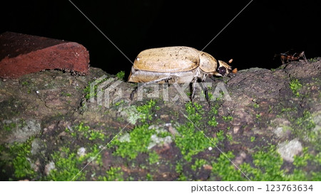 Polyphylla alba - largest of the European Melolonthinae. It is covered with fine white pubescence which forms marbled spots. Chafer Beetle. 123763634