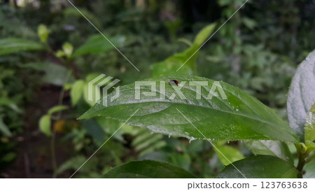 Small flies perch on the leaves. Has very large red eyes. Small flies perch on the leaves. Has very large red eyes. 123763638