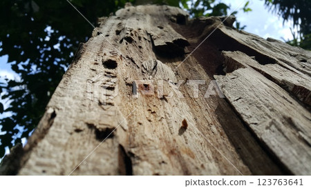 Brown wood texture background coming from natural tree. 123763641