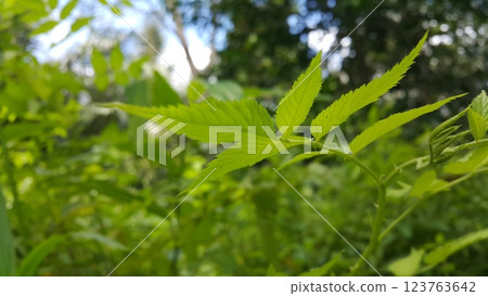 Very beautiful nature background. Wallpaper. Very beautiful nature background. Wallpaper. 123763642