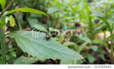 A small brown beetle perched on a plant leaf. 123763645