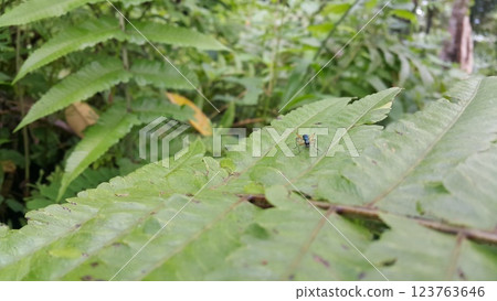 Photo of tarantula hawk, insect, wasp. Photo of tarantula hawk, insect, wasp. 123763646
