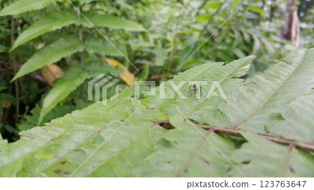 Photo of tarantula hawk, insect, wasp. Photo of tarantula hawk, insect, wasp. 123763647