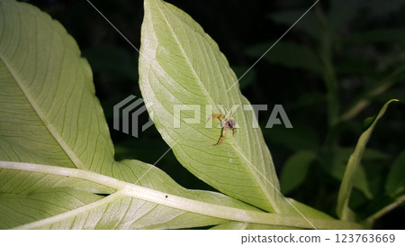 Photo of a jumping spider (Tutelina elegans) on a plant leaf. 123763669