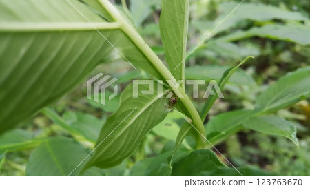 Photo of a jumping spider (Tutelina elegans) on a plant leaf. 123763670