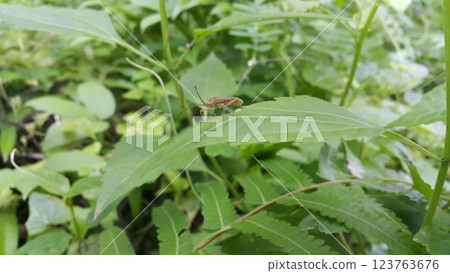 Photo of Riptortus linearis (Bean bug) perched on a leaf. Photo of Riptortus linearis (Bean bug) perched on a leaf. 123763676