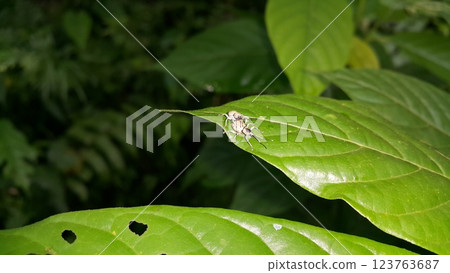 Photo of insects (Otiorhynchus Ligustici ) mating. Photo shot in the forest. 123763687