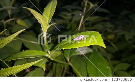 Photo of a black and red leafhopper perched on a plant leaf. 123763690