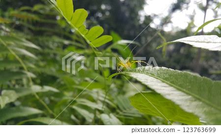 View of Lynx spider (oxyopidae) on green leaf. View of Lynx spider (oxyopidae) on green leaf. 123763699
