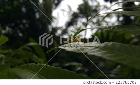 View of Lynx spider (oxyopidae) on green leaf. 123763702