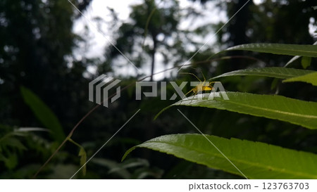 View of Lynx spider (oxyopidae) on green leaf. 123763703